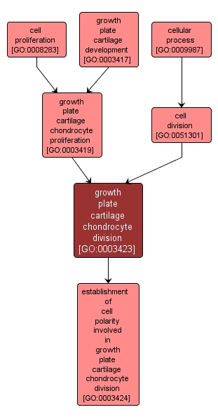 GO:0003423 - growth plate cartilage chondrocyte division (interactive image map)