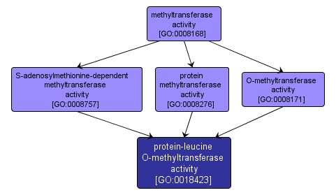 GO:0018423 - protein-leucine O-methyltransferase activity (interactive image map)