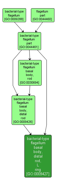 GO:0009427 - bacterial-type flagellum basal body, distal rod, L ring (interactive image map)