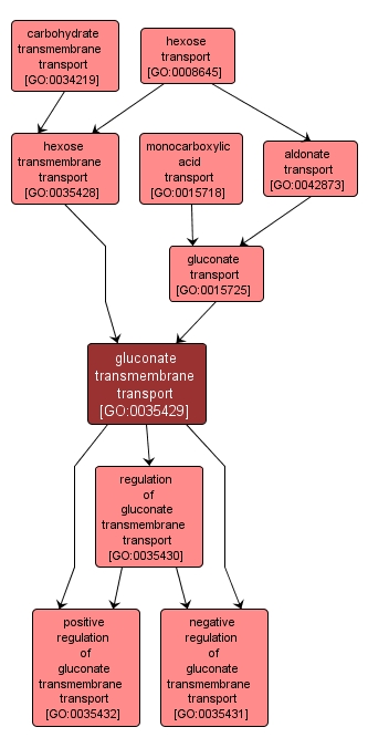 GO:0035429 - gluconate transmembrane transport (interactive image map)