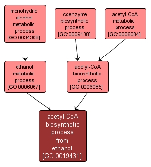 GO:0019431 - acetyl-CoA biosynthetic process from ethanol (interactive image map)