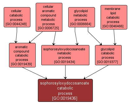 GO:0019436 - sophorosyloxydocosanoate catabolic process (interactive image map)