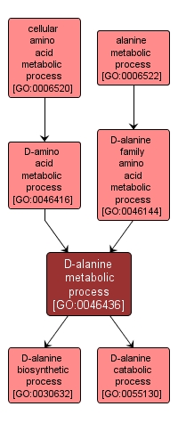 GO:0046436 - D-alanine metabolic process (interactive image map)