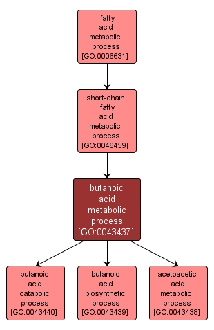 GO:0043437 - butanoic acid metabolic process (interactive image map)
