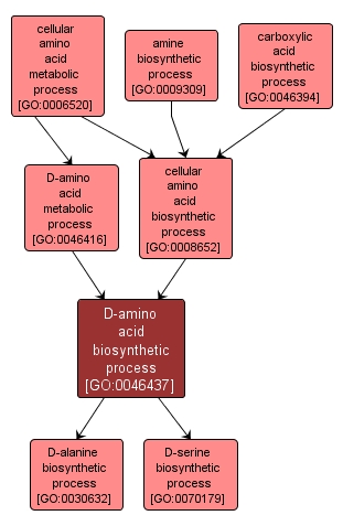 GO:0046437 - D-amino acid biosynthetic process (interactive image map)