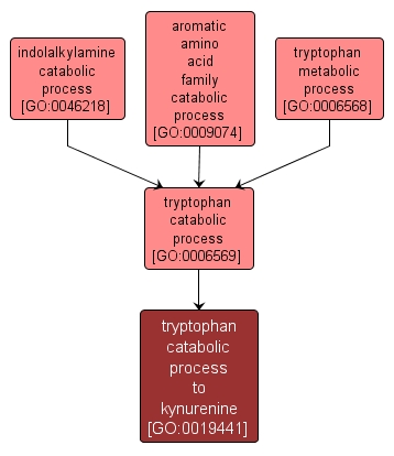 GO:0019441 - tryptophan catabolic process to kynurenine (interactive image map)
