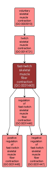 GO:0031443 - fast-twitch skeletal muscle fiber contraction (interactive image map)