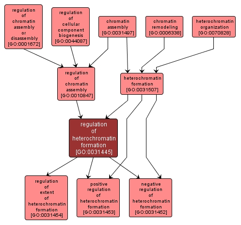 GO:0031445 - regulation of heterochromatin formation (interactive image map)