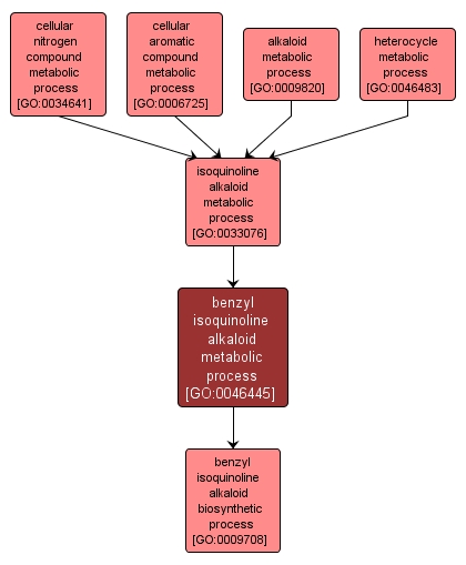 GO:0046445 - benzyl isoquinoline alkaloid metabolic process (interactive image map)