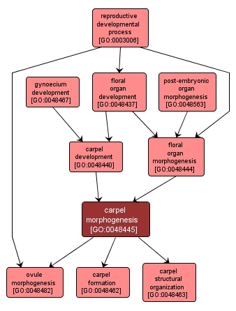 GO:0048445 - carpel morphogenesis (interactive image map)