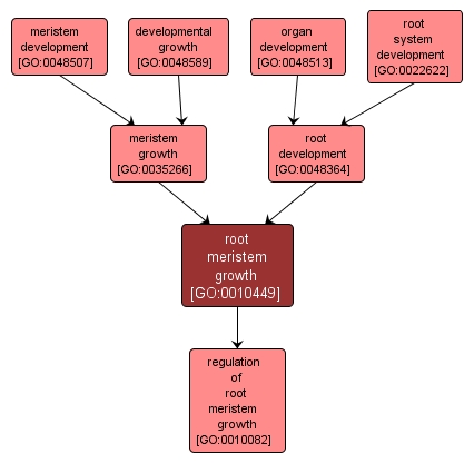 GO:0010449 - root meristem growth (interactive image map)