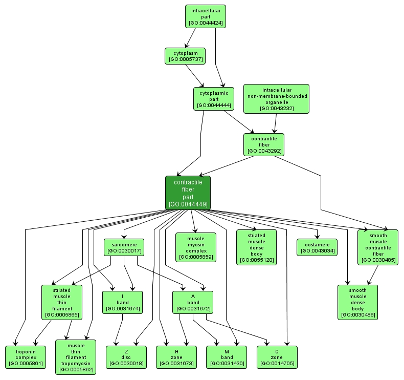 GO:0044449 - contractile fiber part (interactive image map)