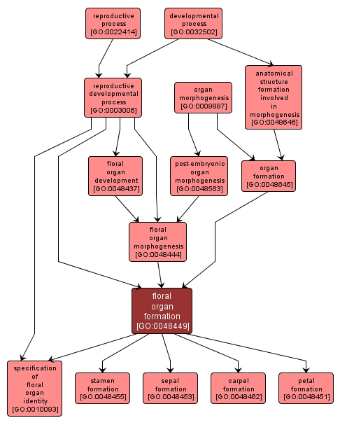 GO:0048449 - floral organ formation (interactive image map)