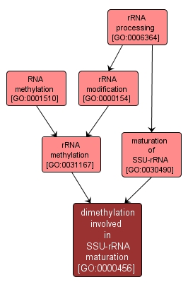 GO:0000456 - dimethylation involved in SSU-rRNA maturation (interactive image map)