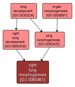 GO:0060461 - right lung morphogenesis (interactive image map)