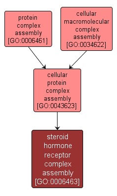 GO:0006463 - steroid hormone receptor complex assembly (interactive image map)