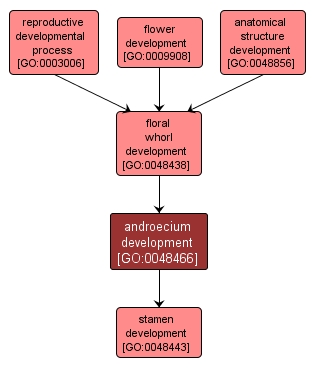 GO:0048466 - androecium development (interactive image map)
