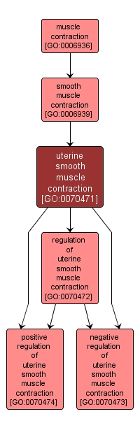 GO:0070471 - uterine smooth muscle contraction (interactive image map)