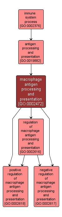 GO:0002472 - macrophage antigen processing and presentation (interactive image map)