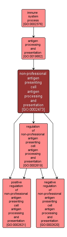 GO:0002473 - non-professional antigen presenting cell antigen processing and presentation (interactive image map)