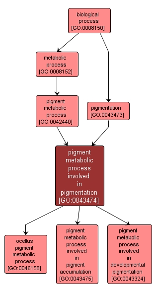 GO:0043474 - pigment metabolic process involved in pigmentation (interactive image map)