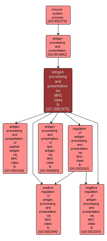 GO:0002475 - antigen processing and presentation via MHC class Ib (interactive image map)