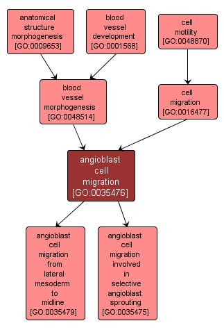 GO:0035476 - angioblast cell migration (interactive image map)