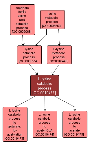 GO:0019477 - L-lysine catabolic process (interactive image map)