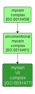 GO:0031477 - myosin VII complex (interactive image map)