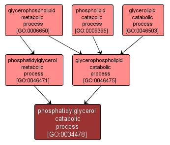 GO:0034478 - phosphatidylglycerol catabolic process (interactive image map)