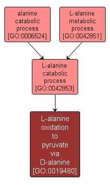 GO:0019480 - L-alanine oxidation to pyruvate via D-alanine (interactive image map)