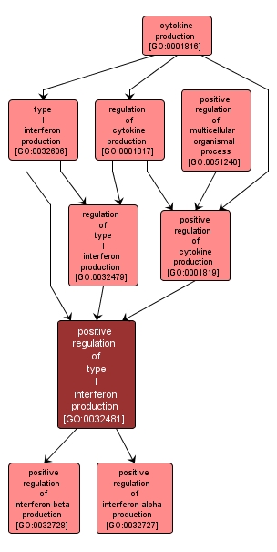 GO:0032481 - positive regulation of type I interferon production (interactive image map)