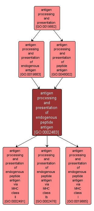 GO:0002483 - antigen processing and presentation of endogenous peptide antigen (interactive image map)