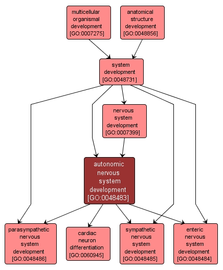 GO:0048483 - autonomic nervous system development (interactive image map)