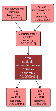 GO:0000491 - small nucleolar ribonucleoprotein complex assembly (interactive image map)