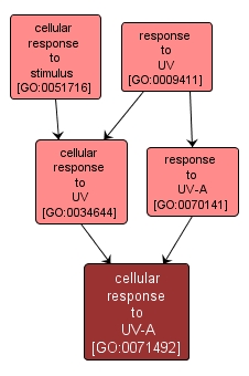 GO:0071492 - cellular response to UV-A (interactive image map)
