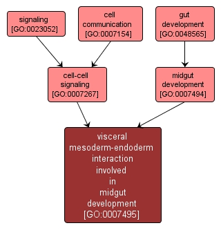 GO:0007495 - visceral mesoderm-endoderm interaction involved in midgut development (interactive image map)