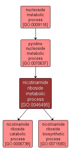 GO:0046495 - nicotinamide riboside metabolic process (interactive image map)