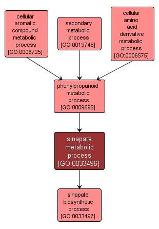 GO:0033496 - sinapate metabolic process (interactive image map)
