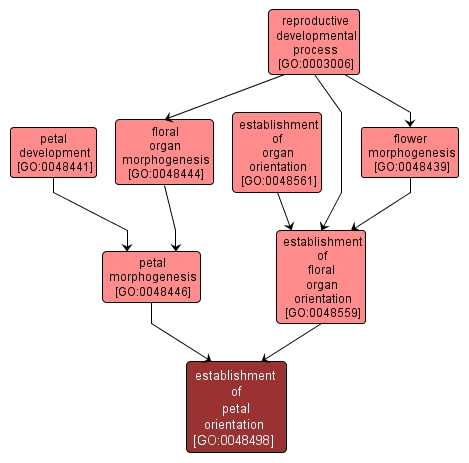 GO:0048498 - establishment of petal orientation (interactive image map)