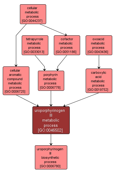 GO:0046502 - uroporphyrinogen III metabolic process (interactive image map)