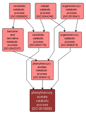 GO:0019506 - phenylmercury acetate catabolic process (interactive image map)
