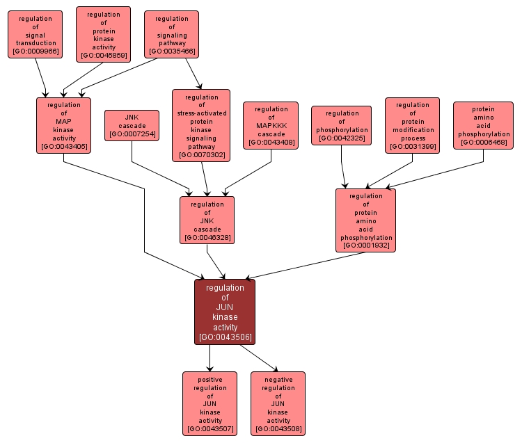 GO:0043506 - regulation of JUN kinase activity (interactive image map)