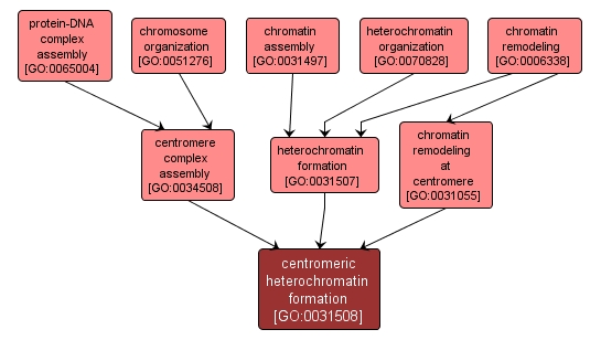 GO:0031508 - centromeric heterochromatin formation (interactive image map)