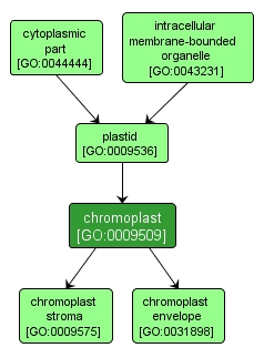 GO:0009509 - chromoplast (interactive image map)