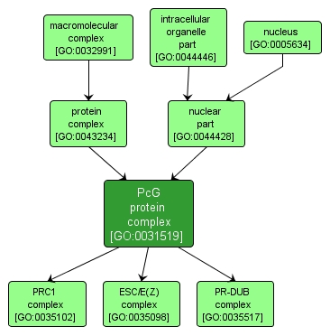 GO:0031519 - PcG protein complex (interactive image map)