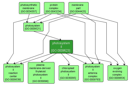 GO:0009523 - photosystem II (interactive image map)