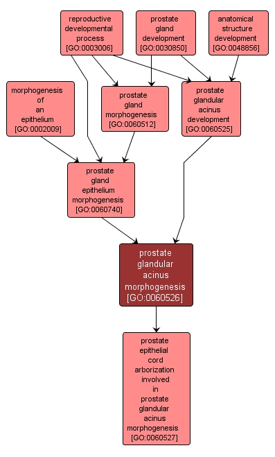 GO:0060526 - prostate glandular acinus morphogenesis (interactive image map)