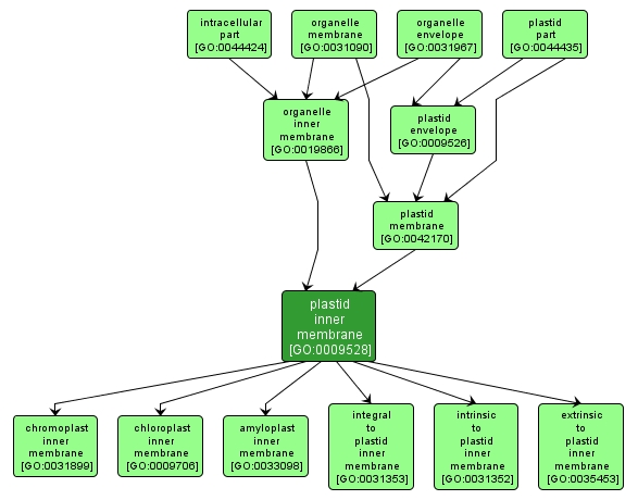 GO:0009528 - plastid inner membrane (interactive image map)