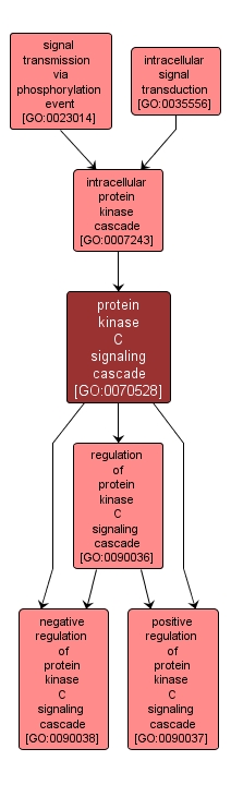 GO:0070528 - protein kinase C signaling cascade (interactive image map)